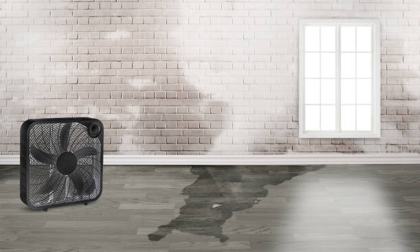 Best Water damage contractors near me  in Montezuma, GA